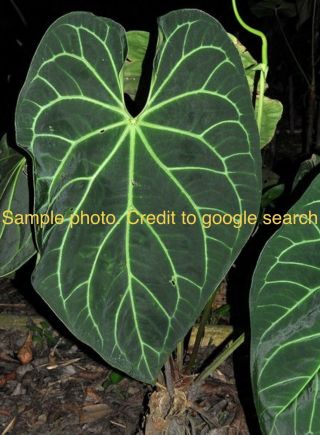 Anthurium Magnificum Stump - Rare Velvet Aroid Plant
