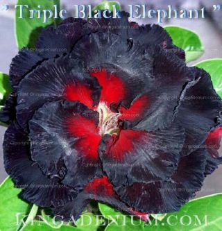 Adenium Obesum Desert Rose " Triple Black Elephant " 10 Seeds Fresh Rare Hybrid