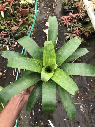 Bromeliad Vriesea Fenestralis Rare Hybrid Tropical Plant 116