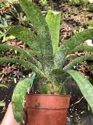 BROMELIAD Vriesea Fenestralis Rare Hybrid Tropical Plant 116 2