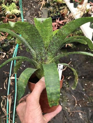 BROMELIAD Vriesea Fenestralis Rare Hybrid Tropical Plant 116 3