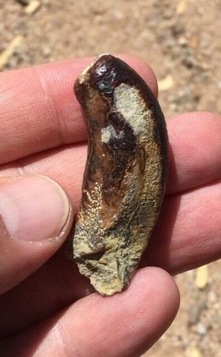 Very Rare Fossil Desmostylus Tooth Miocene Shark Tooth Hill California