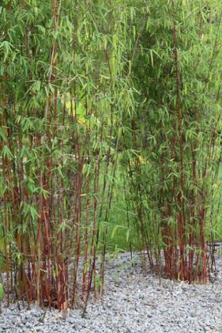 Little Red Head Clumping Bamboo - Fargesia Rufa - 4 " Pot - Rare - Indoors Or Out