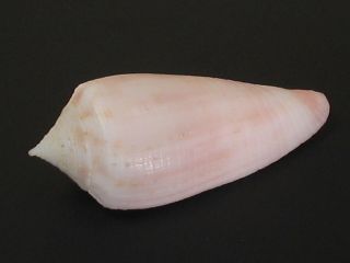 Rare/deep H2o.  Conus Oishii W/o 34mm Taiwan Seashell
