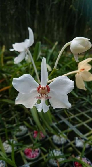 Vanda Barnesii Orchid Plant Rare Species Bloomong Size Thailand Cites