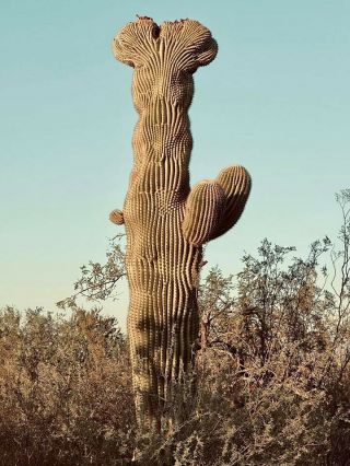 Crested Saguaro Seeds 100 Seed Pack For Rare Carnegia Gigantea Cristata Cactus
