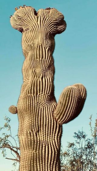Crested Saguaro Seeds 100 Seed Pack for Rare Carnegia Gigantea Cristata Cactus 2