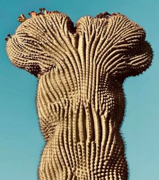 Crested Saguaro Seeds 100 Seed Pack for Rare Carnegia Gigantea Cristata Cactus 3