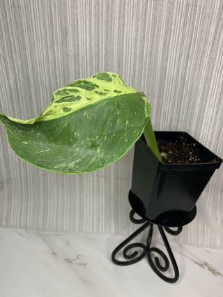 Variegated Philodendron Jose Buono Rare Houseplant Rooted Plant
