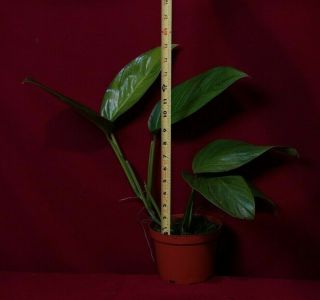 Monstera Lechleriana LARGE Rare Aroid Philodendron Anthurium 2