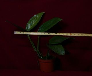 Monstera Lechleriana LARGE Rare Aroid Philodendron Anthurium 3