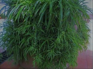 Buy 2 Get 1 Plants Dance Rare Hawaiian Spider Plant Solid Green