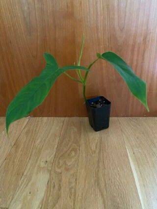 Rare Philodendron 69686 Aroid Plant