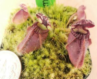 Cephalotus Follicularis Hummer’s Giant [rare]
