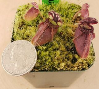 Cephalotus Follicularis hummer’s Giant [Rare] 2