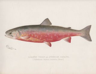 Antique Fish Print: Sunapee Trout Or American Saibling By Denton 1902