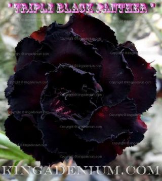 Adenium Obesum Desert Rose " Triple Black Panther " 10 Seeds Fresh Rare Hybrid