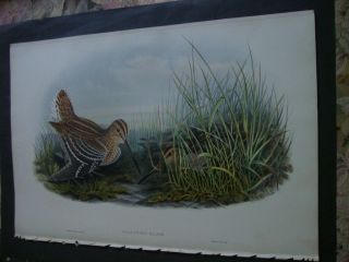 Rare Gould Birds Of Great Britain Hand Colored Folio Print 1870: Great Snipe