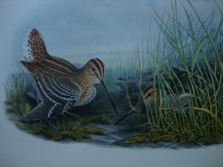 Rare Gould Birds Of Great Britain Hand Colored FOLIO Print 1870: GREAT SNIPE 2