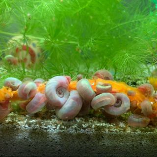 5 Rare Pearlescent Pink Ramshorn Snails Aquarium Algae Eaters