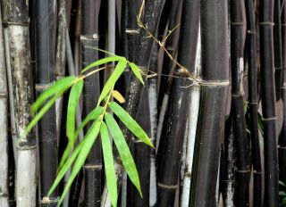500,  Seeds Rare Fresh Black Bamboo Seeds Phyllostachys Nigra Ships From Usa