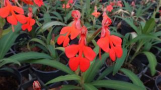 Bulb Habenaria Roebelenii Orange Orchid Plant Rare Species Bloomong Size