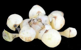 Drimia haworthioides a rare unusual bulb from South Africa 2