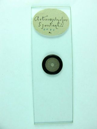Antique Microscope Slide By J.  C.  Tempere.  Diatoms.  Actinocyclus Spontaghii.  ?