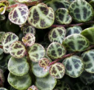 Rare Holy Cross Plant - Peperomia Prostrata - 2 " Pot - Collector 