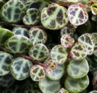 Ultra Rare Peace Sign Plant - Peperomia Prostrata - 2 " Pot - Houseplant/terrarium