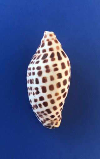 Scaphella Junonia 87mm Volute Voluta Rare Florida Seashell Sanibel Island Shell