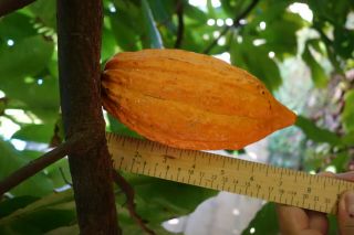 King Of Cacoa Rare Criollo Pod 1 Fresh Whole Cocoa Pod (theobroma Cacao)
