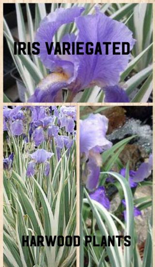 Iris Variegated - Rare Organic - 6,  ”tall 3 Small Plants.  Pot 3.  5”