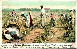 Antique Postcard Black Americana " In The Land Of King Cotton " Picking