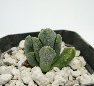 Aloinopsis Setifera Rare Succulent Plant Not Cactus Mesemb