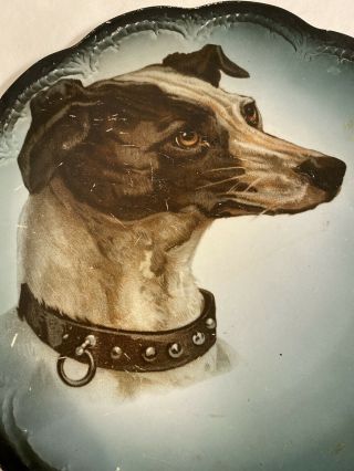 Antique Dog Whippet w/Collar Portrait transfer Plate V S China Porcelain 9.  5 