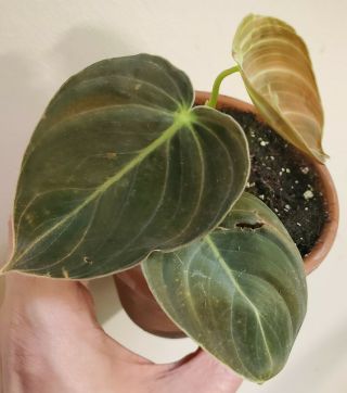 Rare Philodendron Melanochrysum Rare Aroid - Well Rooted Top Cutting / Leaf