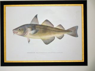 1897 Haddock Fish Print Chromo Lithograph Antique 2