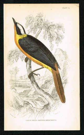 1840 White Crowned Rock Thrush,  Birds Of W.  Africa,  Hand - Col.  Antique Print