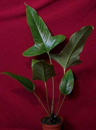 Anthurium Furcatum Rare Aroid Plant Terrarium Philodendron Monstera