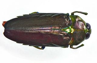 Buprestidae Colobogaster Sp.  Mexico Los Chimalapas A1 Oaxaca Rare Mx - 3258