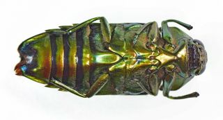 Buprestidae Colobogaster SP.  MEXICO LOS CHIMALAPAS A1 OAXACA RARE MX - 3258 2