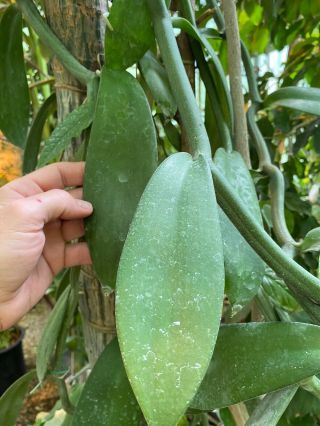 Rare Vanilla Imperialis Orchid - Nepenthes Anthurium Aroid Philodendron Companion