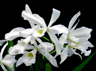 Rare Cattleya Orchids - L Purpurata Sauvissima 