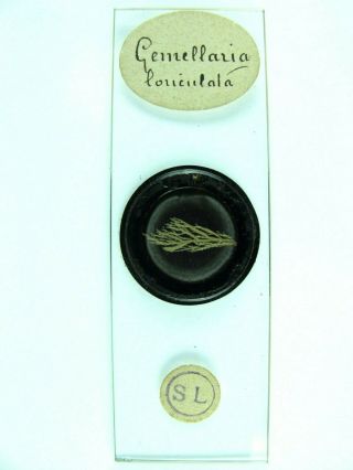 Antique Microscope Slide By J.  C.  Tempere.  " Gemellaria Loriculata ".