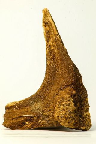 S049 - Unidentified Rare Huge 7.  17  Dinosaur Skull Bone Cretaceous Kemkem Beds