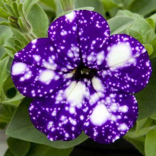 50 Purple Night Sky Petunia Flower Seeds Grows Rare Container Friendly