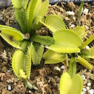 Dionaea Muscipula Gj Green Schuppenstiel Carnivorous Plant Venus Flytrap Rare