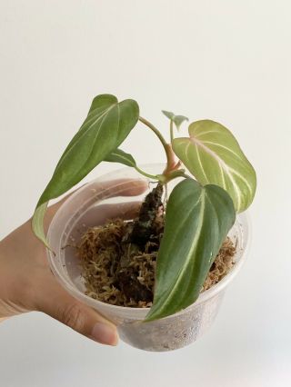 Philodendron Gloriosum Rooted Starter Plant Rare Aroid Collector
