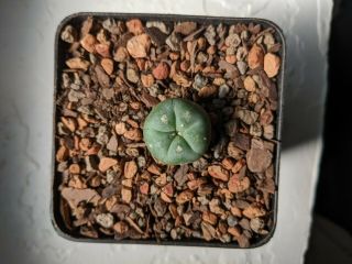 Rare Cactus Ariocarpus Astrophytum Seed Grown Own Roots.  Echinopsis
